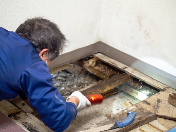 Best Same-Day Mold Removal  in Garberville, CA