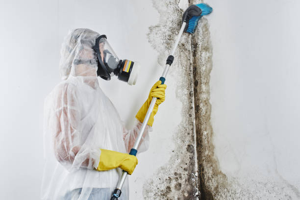 Best Fast Mold Removal  in Garberville, CA