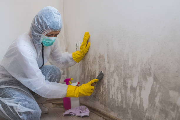 Best Mold Testing  in Garberville, CA