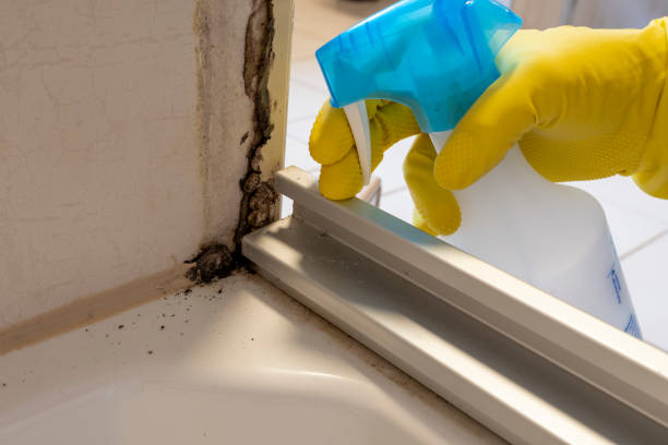 Best Emergency Mold Removal  in Garberville, CA