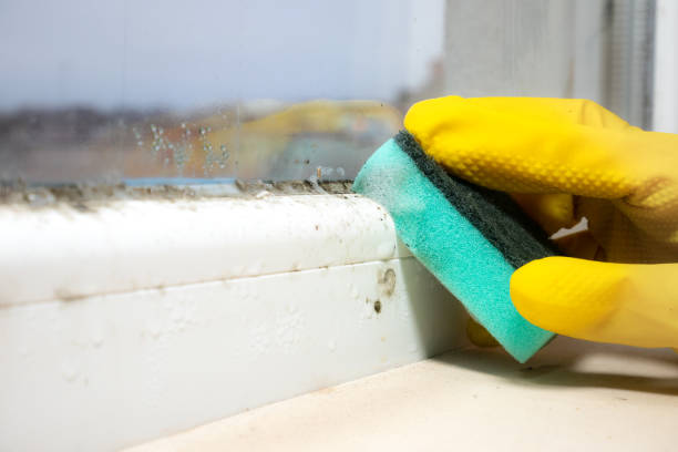Best Mold Removal Company Near Me  in Garberville, CA