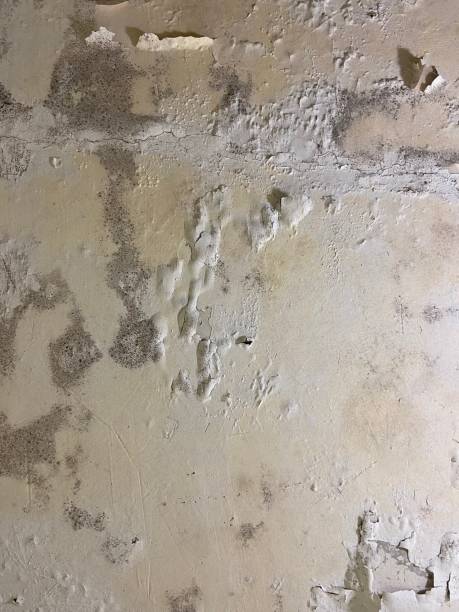 Best Crawl Space Mold Removal  in Garberville, CA