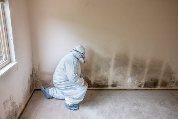 Best Professional Mold Removal  in Garberville, CA
