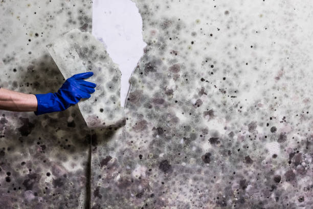 Best Commercial Mold Removal  in Garberville, CA