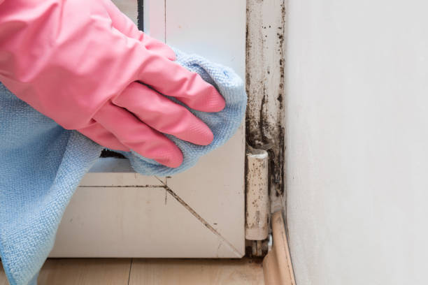 Certified Mold Removal in Garberville, CA