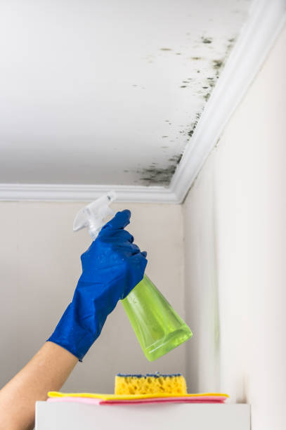 Best Mold Removal Specialists  in Garberville, CA