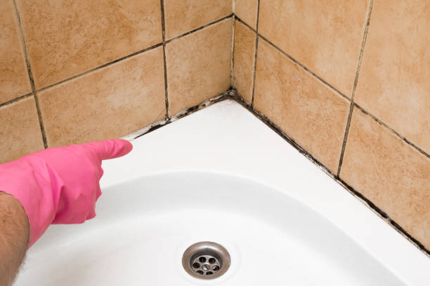 Trusted Garberville, CA Mold Removal Experts