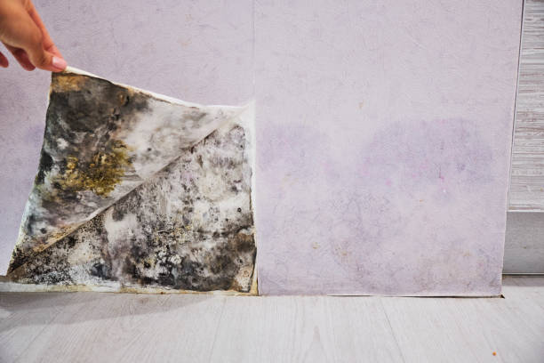 Home Mold Removal in Garberville, CA